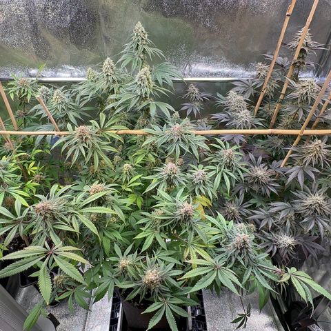 Blueberry Pancakes #1 growlog timeline photo