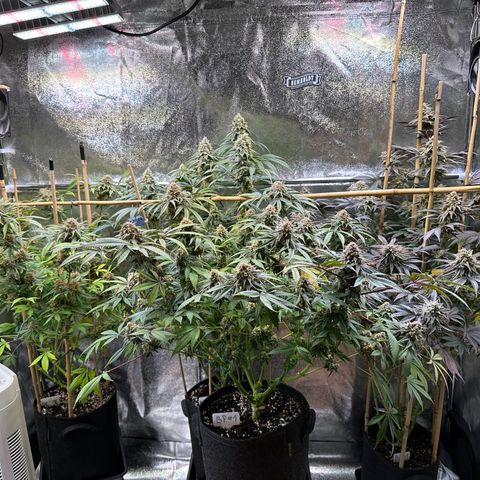 Blueberry Pancakes #1 growlog timeline photo