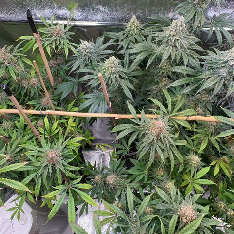 Blueberry Pancakes #1 growlog timeline photo