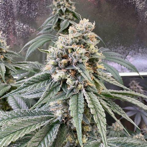 Emerald Fire O.G  growlog timeline photo