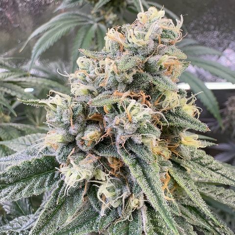 Emerald Fire O.G  growlog timeline photo
