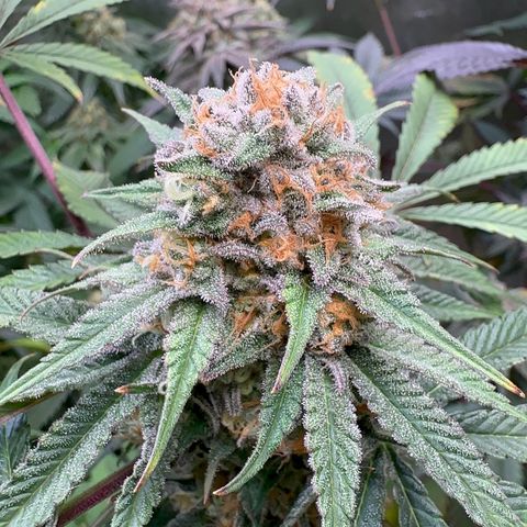 Blueberry Pancakes #1 growlog timeline photo