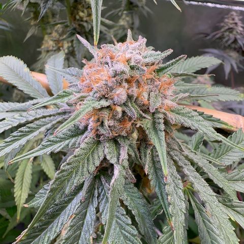 Blueberry Pancakes #1 growlog timeline photo