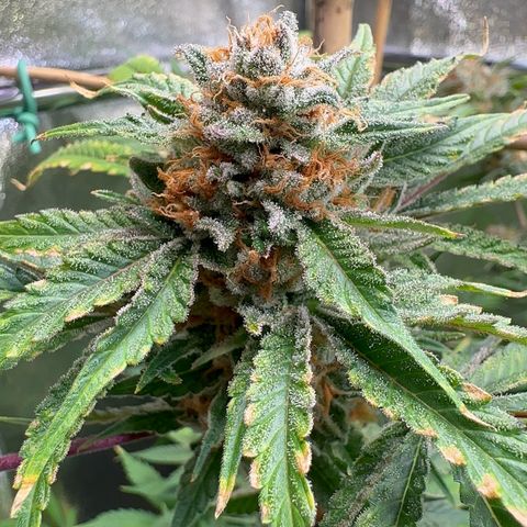Blueberry Pancakes #2 growlog timeline photo