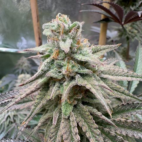 Blueberry Cupcake #1 growlog timeline photo