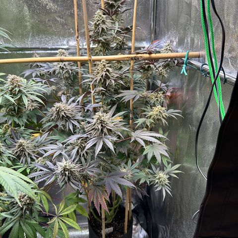 Blueberry Cupcake #1 growlog timeline photo