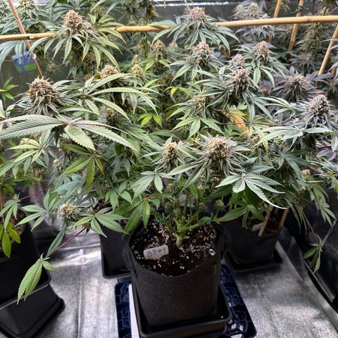 Blueberry Pancakes #1 growlog timeline photo