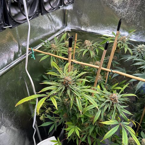 Blueberry Pancakes #2 growlog timeline photo
