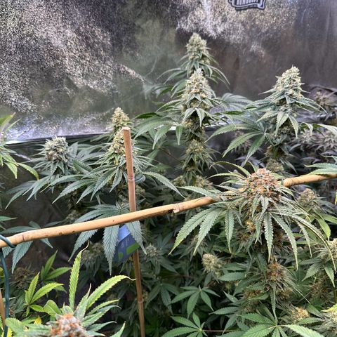 Emerald Fire O.G  growlog timeline photo