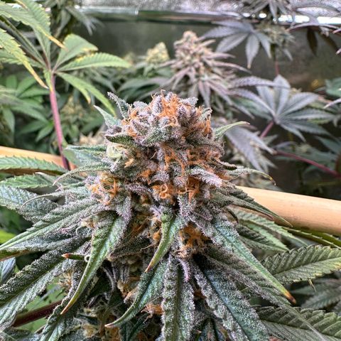 Blueberry Pancakes #1 growlog timeline photo