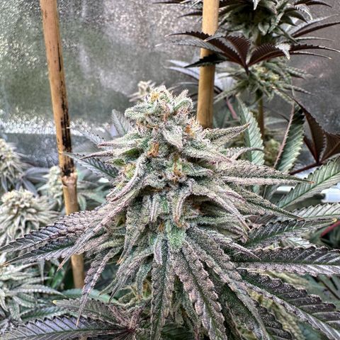 Blueberry Pancakes #1 growlog timeline photo