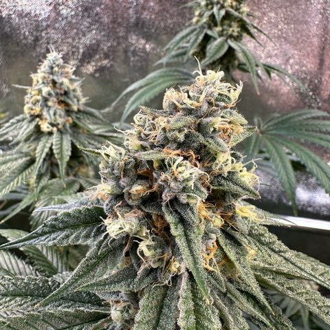 Blueberry Pancakes #1 growlog timeline photo