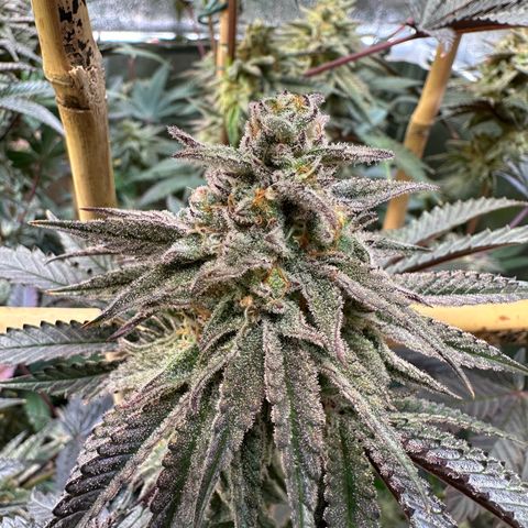 Blueberry Pancakes #1 growlog timeline photo