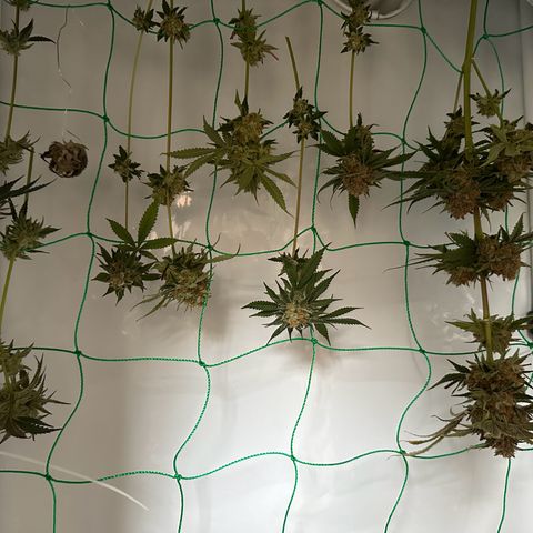 Blueberry Pancakes #1 growlog timeline photo