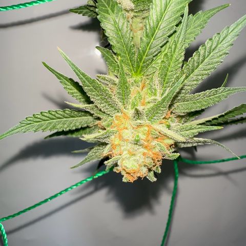 Blueberry Pancakes #1 growlog timeline photo