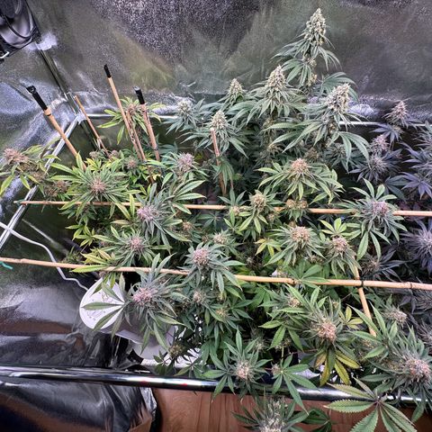 Blueberry Pancakes #1 growlog timeline photo