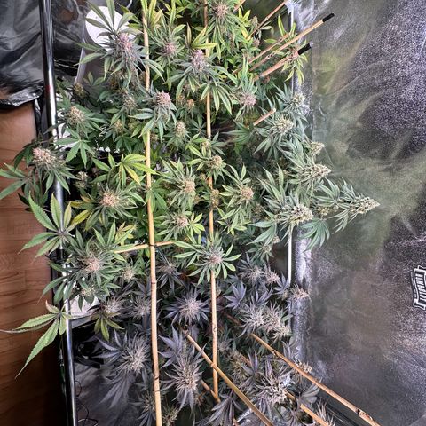 Blueberry Pancakes #1 growlog timeline photo