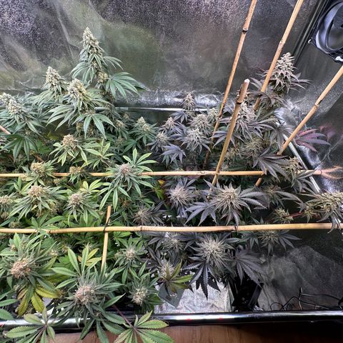 Blueberry Pancakes #1 growlog timeline photo