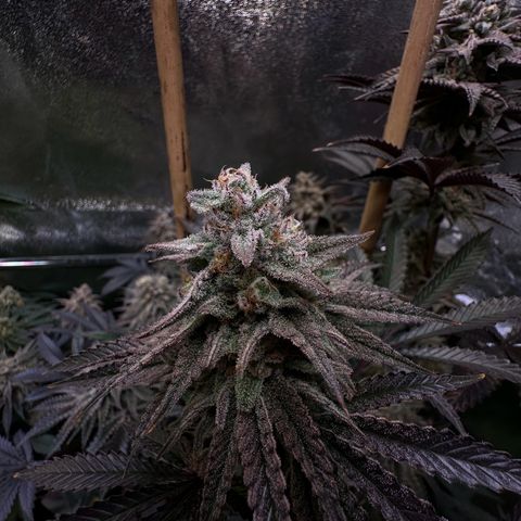Blueberry Cupcake #1 growlog timeline photo