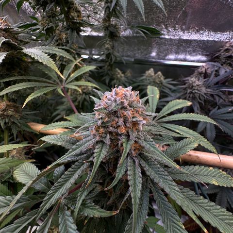 Blueberry Pancakes #1 growlog timeline photo
