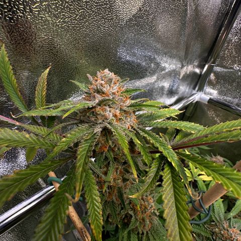 Blueberry Pancakes #2 growlog timeline photo