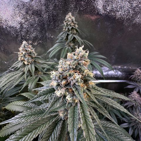 Emerald Fire O.G  growlog timeline photo