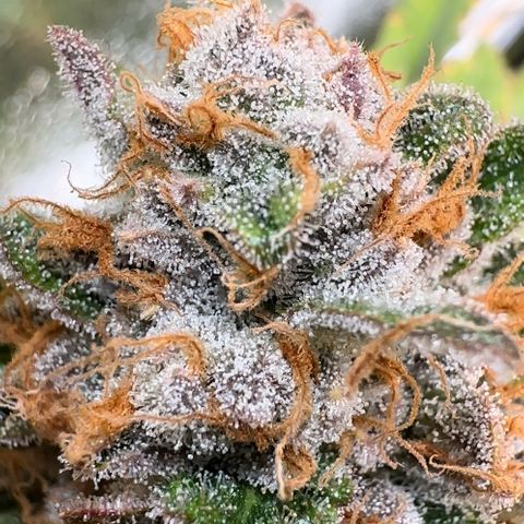 Blueberry Pancakes #2 growlog timeline photo