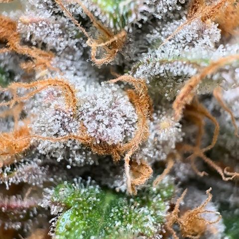 Blueberry Pancakes #2 growlog timeline photo