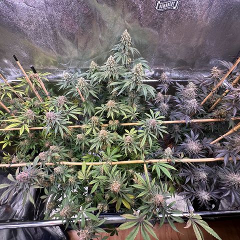 Blueberry Pancakes #1 growlog timeline photo