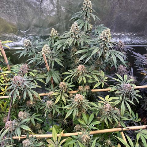 Blueberry Pancakes #1 growlog timeline photo