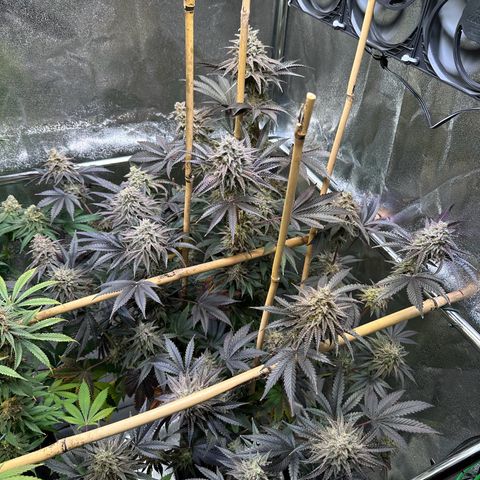 Blueberry Pancakes #1 growlog timeline photo