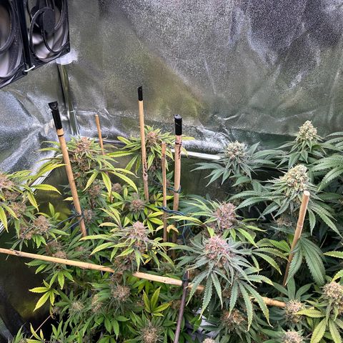 Blueberry Pancakes #1 growlog timeline photo