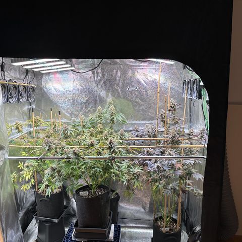 Blueberry Pancakes #1 growlog timeline photo