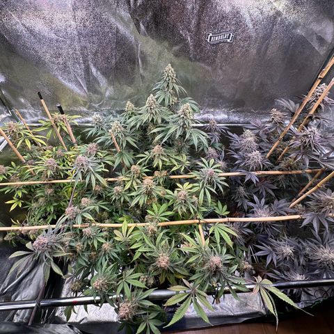 Blueberry Pancakes #1 growlog timeline photo