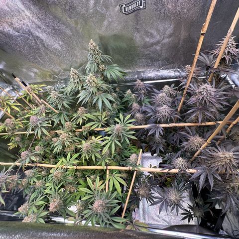 Blueberry Pancakes #1 growlog timeline photo
