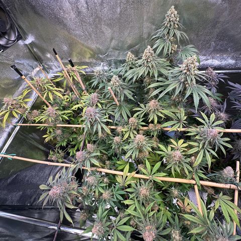 Blueberry Pancakes #1 growlog timeline photo