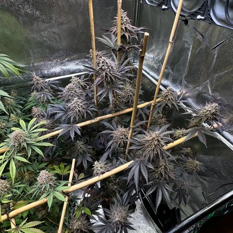 Blueberry Pancakes #1 growlog timeline photo