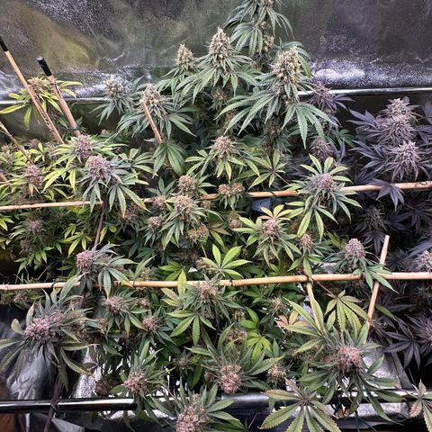 Blueberry Pancakes #1 growlog timeline photo