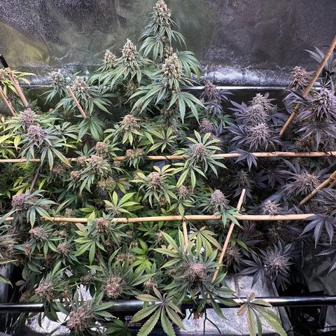 Blueberry Pancakes #1 growlog timeline photo