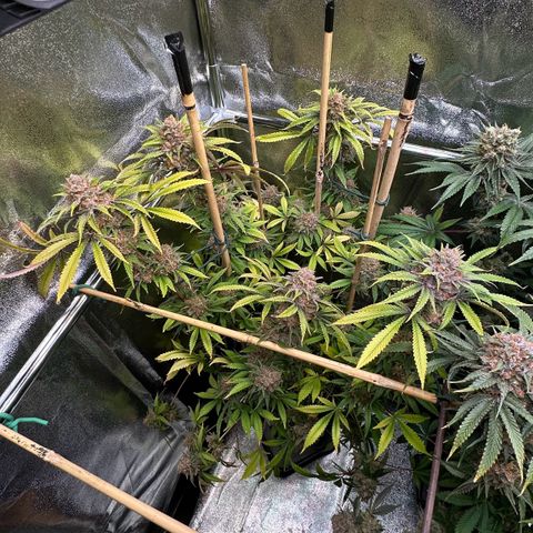 Blueberry Pancakes #1 growlog timeline photo