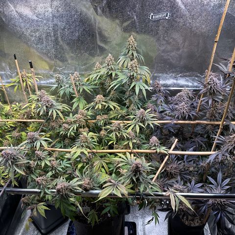 Blueberry Pancakes #1 growlog timeline photo