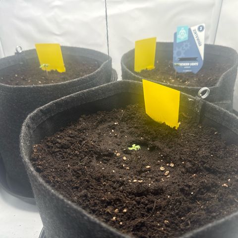 Northern Lights Automatic #1 growlog timeline photo