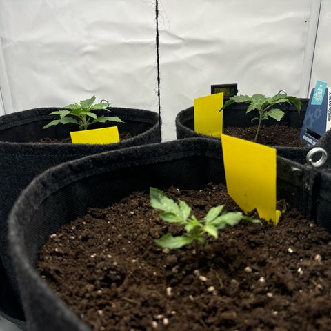 Northern Lights Automatic #1 growlog timeline photo