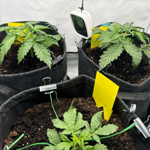 Northern Lights Automatic #1 growlog timeline photo