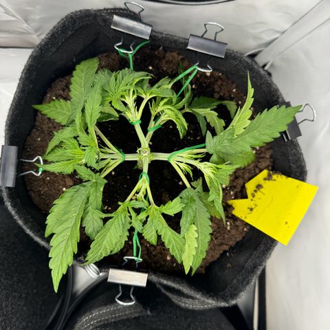 Northern Lights Automatic #1 growlog timeline photo