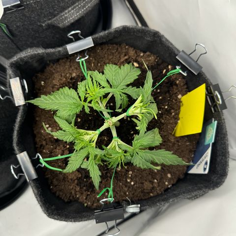Northern Lights Automatic #1 growlog timeline photo