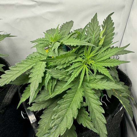 Northern Lights Automatic #1 growlog timeline photo