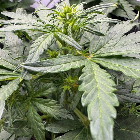 Northern Lights Automatic #1 growlog timeline photo