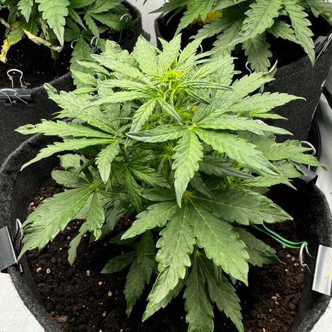 Northern Lights Automatic #1 growlog timeline photo