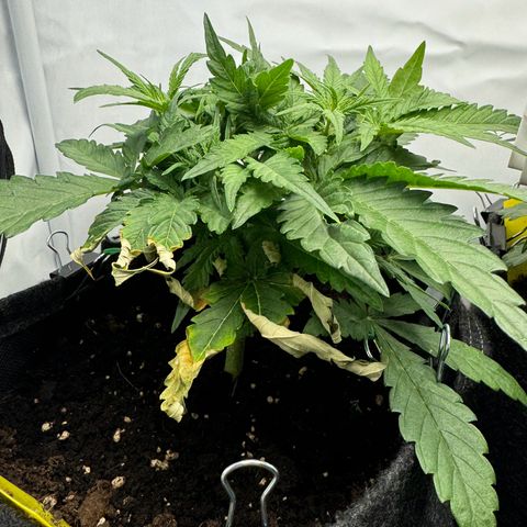 Northern Lights Automatic #1 growlog timeline photo